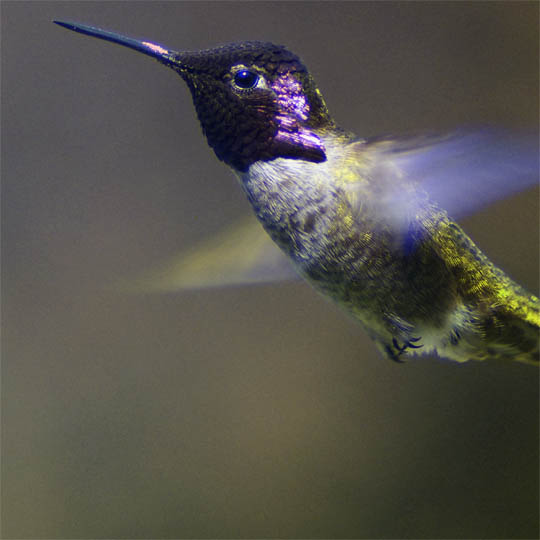 UV ultraviolet bird vision photo